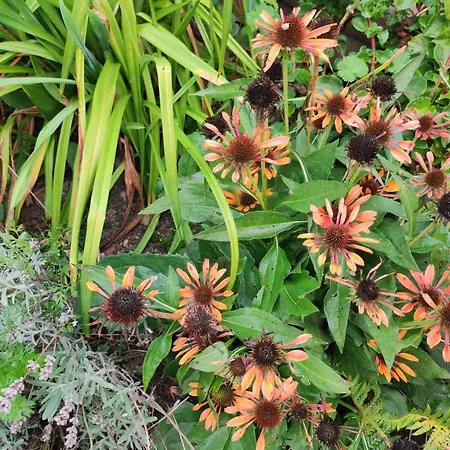 Woodorf Drewnem Usłane - Z Bala Nad Rzeką Słupią Wśród Pól I Lasów Z Chatą Grillową, Ogniskiem I Placami Zabaw Dla Dzieci -royal Red House Z Jacuzzi I Ogrodzonym Extra Ogródkiem Dla Piesków, Royal House - Bez Jacuzzi Ustka