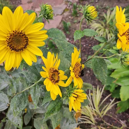 Сasa de vacaciones Woodorf Drewnem Usłane - Z Bala Nad Rzeką Słupią Wśród Pól I Lasów Z Chatą Grillową, Ogniskiem I Placami Zabaw Dla Dzieci -royal Red House Z Jacuzzi I Ogrodzonym Extra Ogródkiem Dla Piesków, Royal House - Bez Jacuzzi Ustka