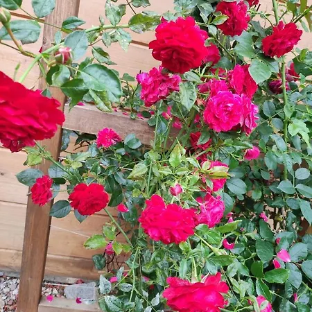 Woodorf Drewnem Usłane - Z Bala Nad Rzeką Słupią Wśród Pól I Lasów Z Chatą Grillową, Ogniskiem I Placami Zabaw Dla Dzieci -royal Red House Z Jacuzzi I Ogrodzonym Extra Ogródkiem Dla Piesków, Royal House - Bez Jacuzzi Сasa de vacaciones *