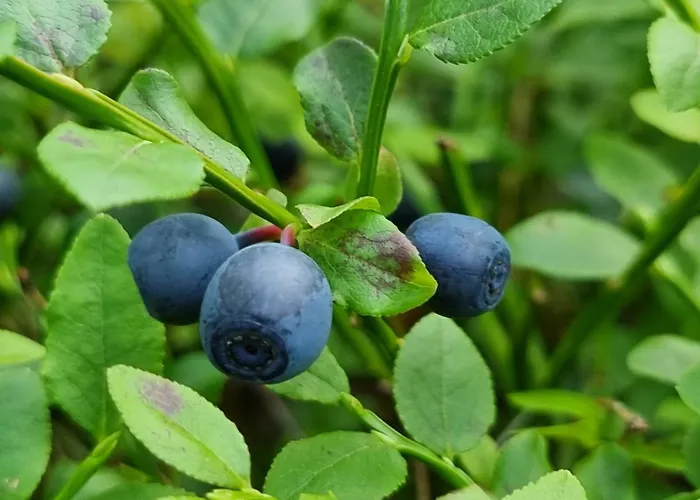 Woodorf Drewnem Uslane - Z Bala Nad Rzeka Slupia Wsrod Pol I Lasow Z Grillowa, Ogniskiem I Placami Zabaw Dla Dzieci -royal Red House Z Jacuzzi I Ogrodzonym Extra Ogrodkiem Dla Pieskow, Royal House - Bez Jacuzzi أوستكا