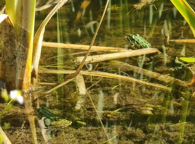 Woodorf Drewnem Uslane - Z Bala Nad Rzeka Slupia Wsrod Pol I Lasow Z Grillowa, Ogniskiem I Placami Zabaw Dla Dzieci -royal Red House Z Jacuzzi I Ogrodzonym Extra Ogrodkiem Dla Pieskow, Royal House - Bez Jacuzzi * أوستكا