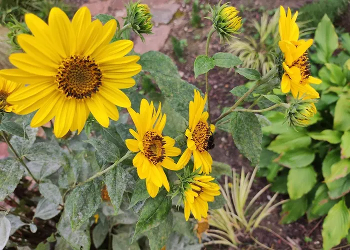 بيت للعطل Woodorf Drewnem Uslane - Z Bala Nad Rzeka Slupia Wsrod Pol I Lasow Z Grillowa, Ogniskiem I Placami Zabaw Dla Dzieci -royal Red House Z Jacuzzi I Ogrodzonym Extra Ogrodkiem Dla Pieskow, Royal House - Bez Jacuzzi أوستكا