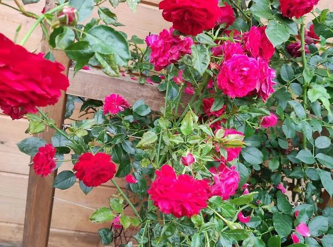 Woodorf Drewnem Uslane - Z Bala Nad Rzeka Slupia Wsrod Pol I Lasow Z Grillowa, Ogniskiem I Placami Zabaw Dla Dzieci -royal Red House Z Jacuzzi I Ogrodzonym Extra Ogrodkiem Dla Pieskow, Royal House - Bez Jacuzzi بيت للعطل *