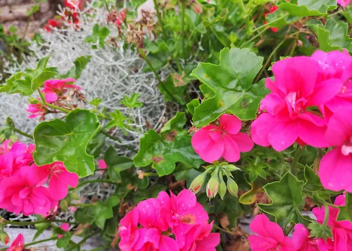 Woodorf Drewnem Uslane - Z Bala Nad Rzeka Slupia Wsrod Pol I Lasow Z Grillowa, Ogniskiem I Placami Zabaw Dla Dzieci -royal Red House Z Jacuzzi I Ogrodzonym Extra Ogrodkiem Dla Pieskow, Royal House - Bez Jacuzzi بيت للعطل أوستكا